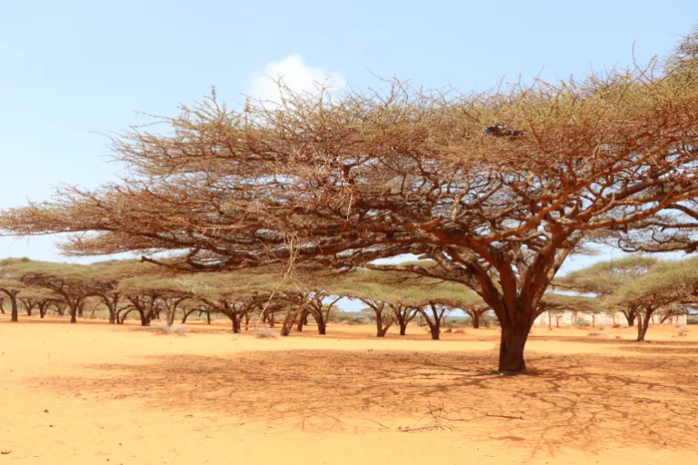 Wasaaradda Xanaanada xoolaha Jubbaland oo bulshada ugu baaqday ilaalinta dhirta