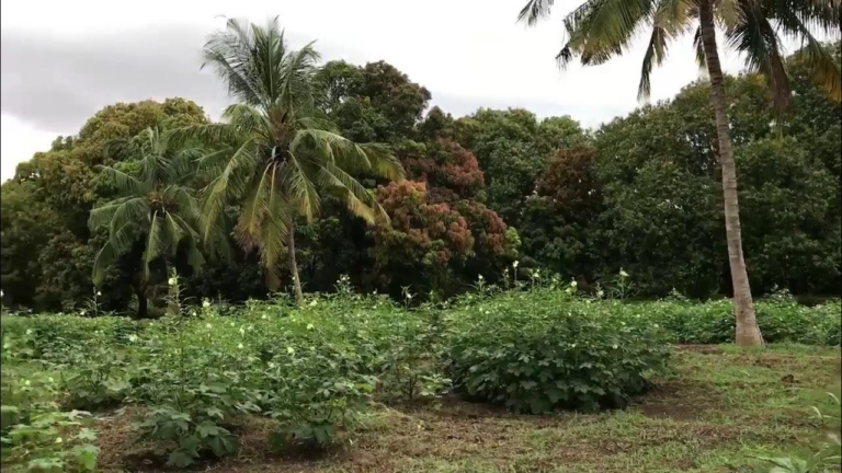 Maamulka Degmada Xudur oo ku baaqay in Beeraleyda laga taageero Abuurka