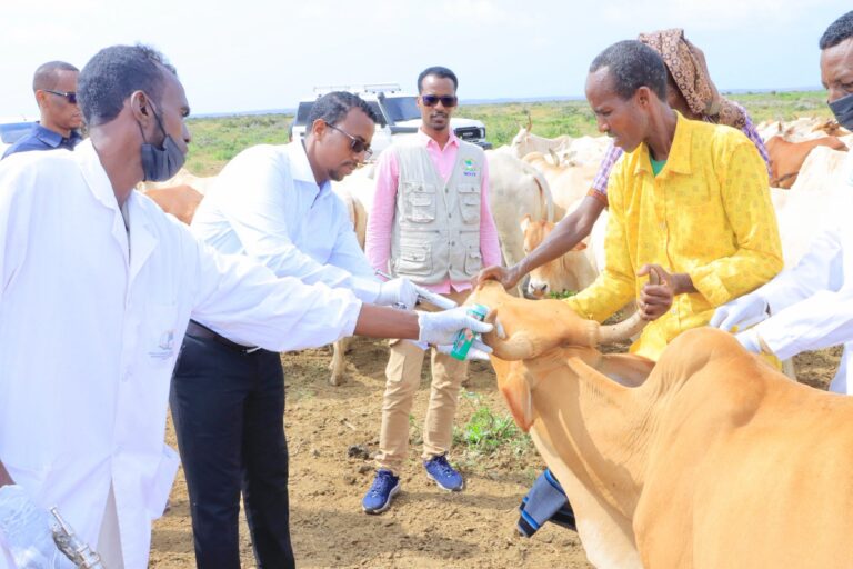 Wasaaradda Xanaanada Xoolaha Jubaland oo daweyn ka waddo deegaanada Jubaland