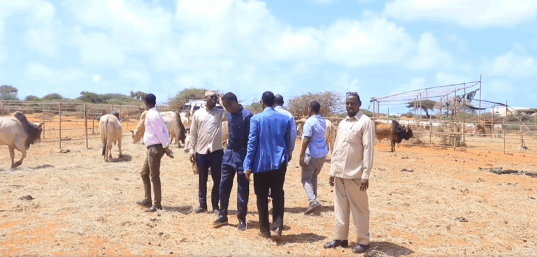 Mas’uuliyiin ka tirsan Wasaaradda Xanaanada Xoolaha Jubaland oo kormeeray Maxjarka Kismaayo