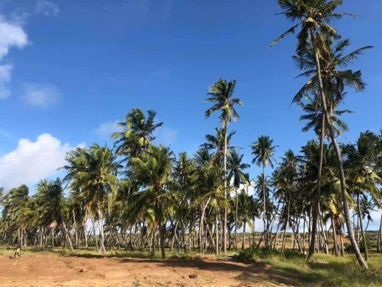 Beeralayda deegaanka Yoontoy oo kawarbixiyay dalagyada ay beertaan